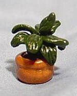 Peace Plant